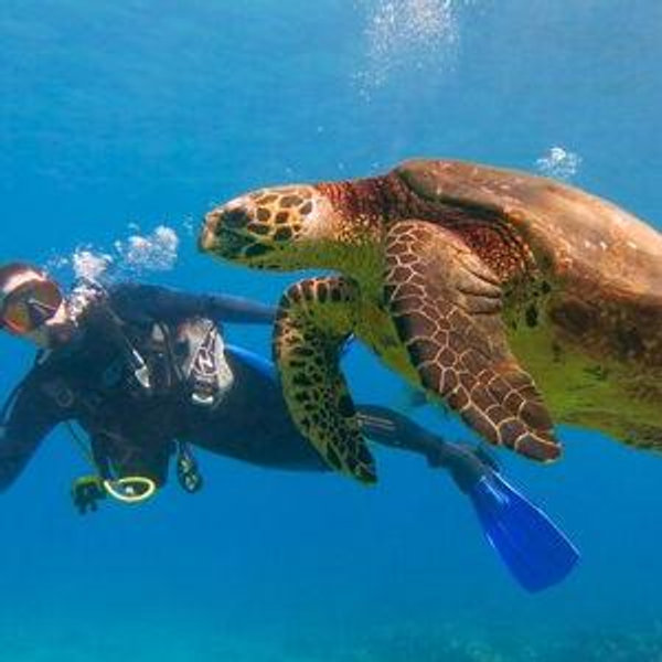 Honeymoon Activity Fund