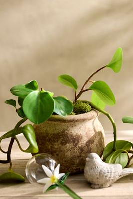 Floral Glass Watering Globe
