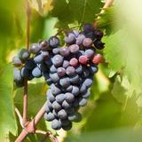 Arrigoni Winery & Cider Co.