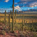 Saguaro National Park