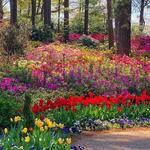 WRAL Azalea Garden