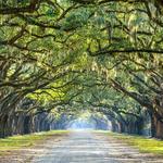 Wormsloe Historic Site
