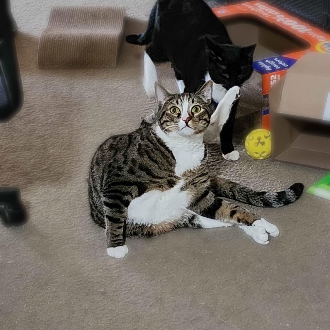 Hobbes and Amelie