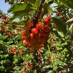 Nunn Better Farms - Cherry U-Pick