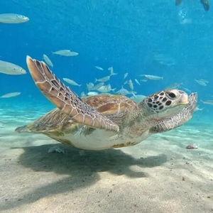 Curacao Caves & Turtle Swim Experience