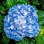 Jenner Wedding Google Form