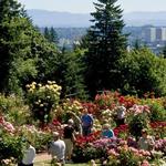 International Rose Test Garden