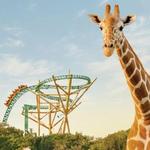Busch Gardens Tampa Bay
