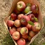Henley's Orchard