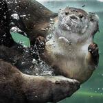 Sequoia Park Zoo