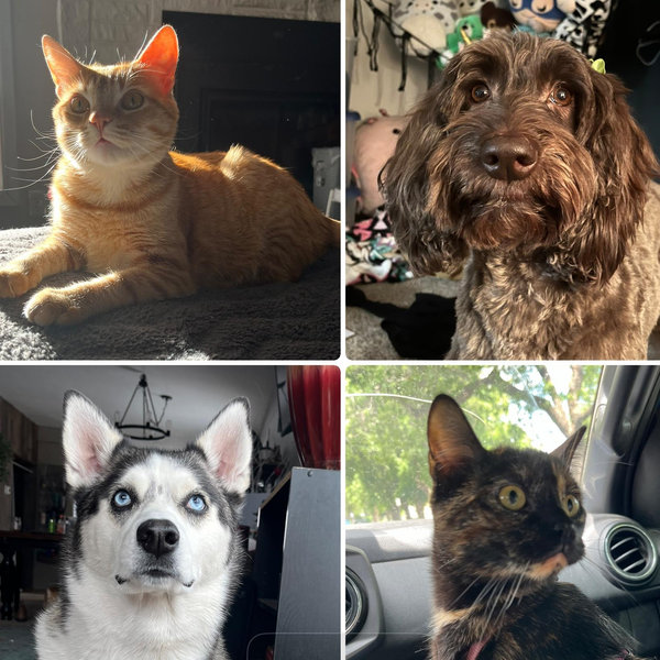 Fur baby Fund