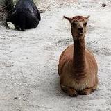 Salisbury Zoological Park