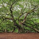 Angel Oak Tree