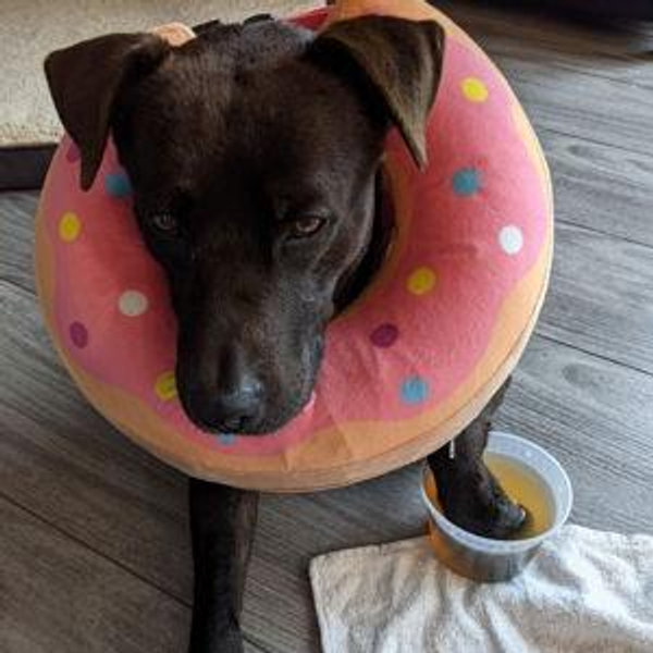 Max Relief Fund (Venmo)