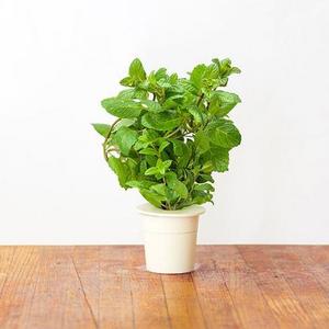 Peppermint Plant Pods