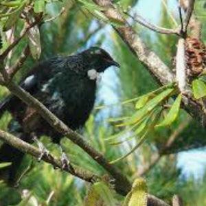 Birdwatching tour