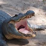 St. Augustine Alligator Farm Zoological Park