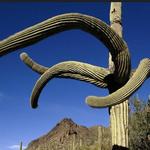 Saguaro National Park
