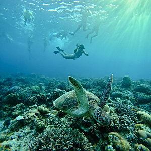 Snorkling para 2
