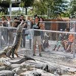 Everglades Alligator Farm
