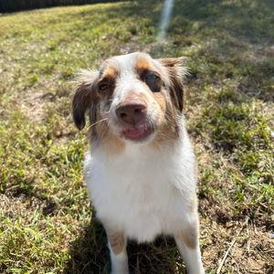 Petição pro João levar o cachorro para morar com eles