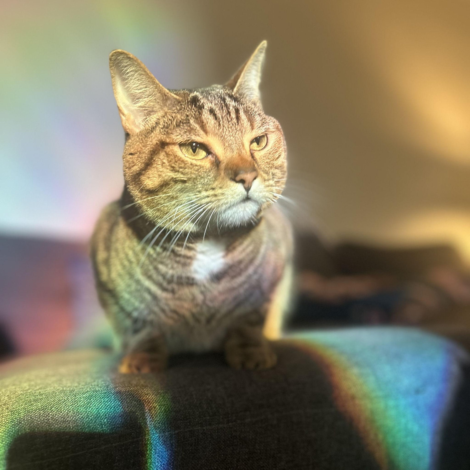 Our cat Tylenol
