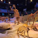Florida Museum of Natural History