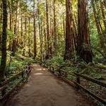 MUIR WOODS NATIONAL MONUMENT