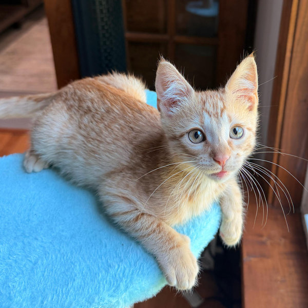 Our New Kitten