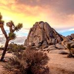 Joshua Tree National Park