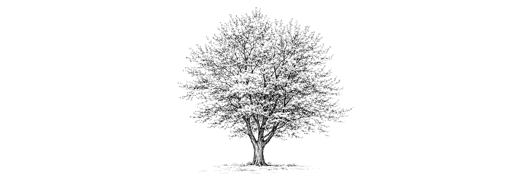 The Wedding Website of Lana Scholl and Shayne Allen