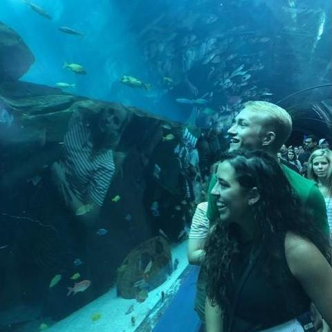 Looking for a whale shark at the Georgia Aquarium!