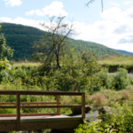 The Windham Path
