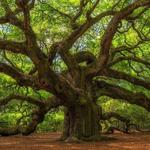 Angel Oak Tree