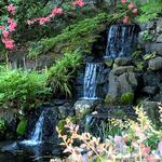 Crystal Springs Rhododendron Garden