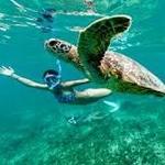 Swim With Turtles