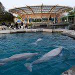 Mystic Aquarium