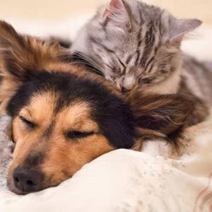 (Eventual) Pet Fund