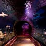The Dallas World Aquarium