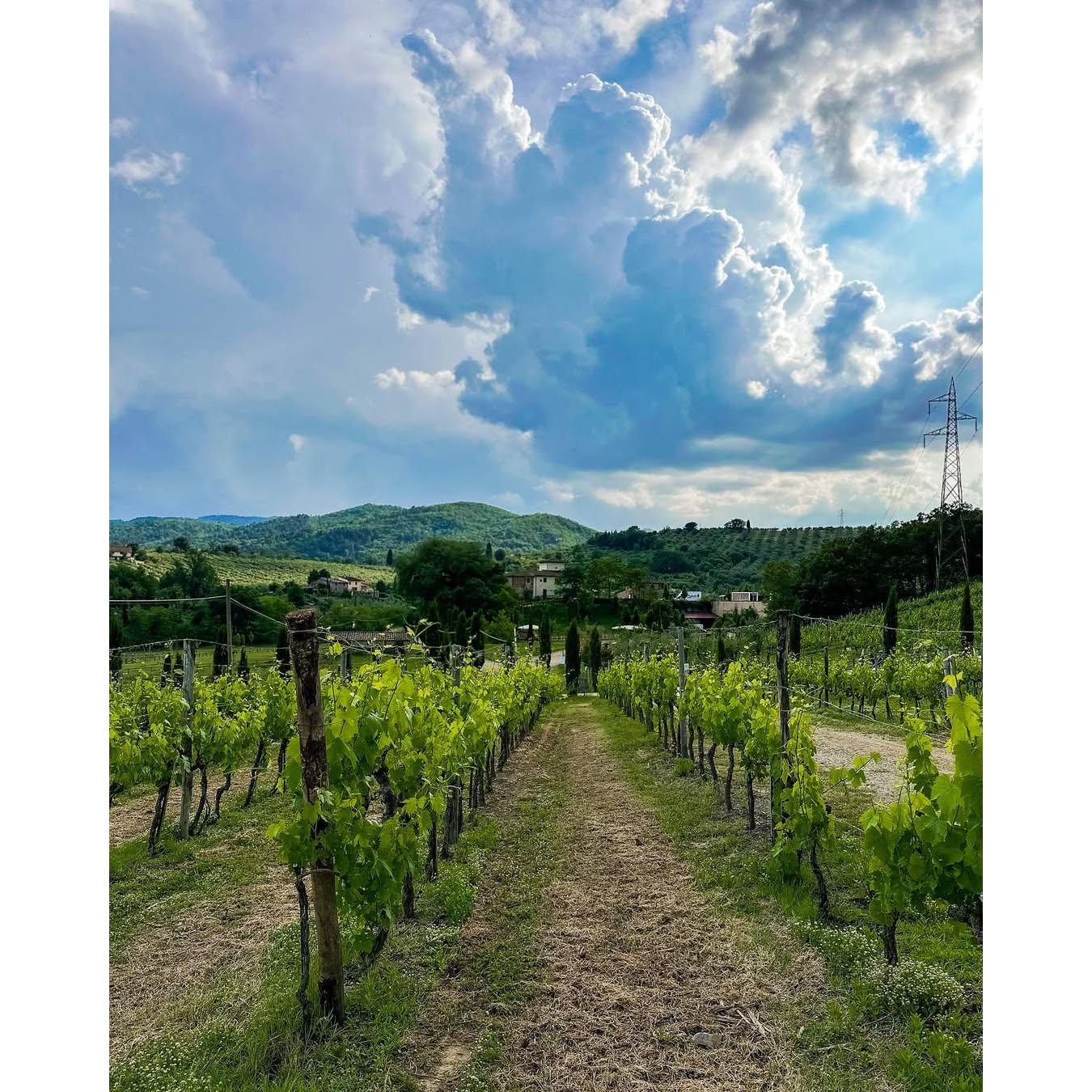 Vineyard