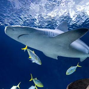 Shedd Aquarium Membership