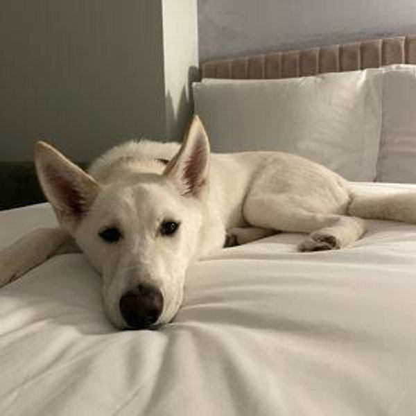 Tacoma Humane Society Donation Fund