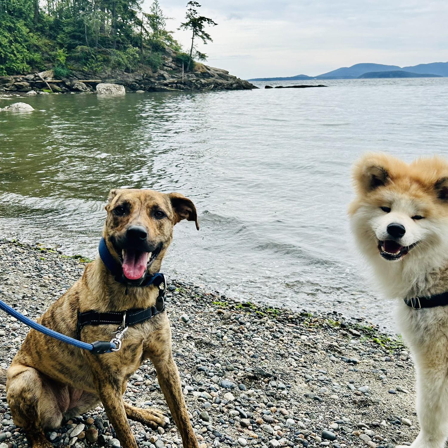 Two very happy pups at Teddy Bear Cove in Bellingham.