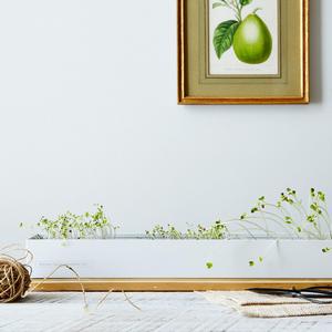 Microgreens Spice Window Box Kit