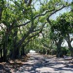Banyan Street