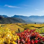 Alto Adige Wine Road