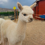 Suncrest Orchard Alpacas and Fiber Works