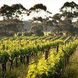 Vineyards