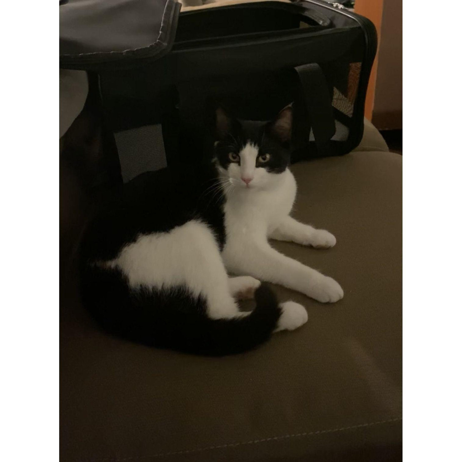 The day we got our cat, Taco!