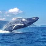 Whale Safari